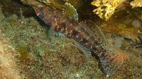 080 Gobie a bouche rouge (Gobius cruentatus)